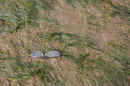 Seagrass with glasses for size, Simon Tull