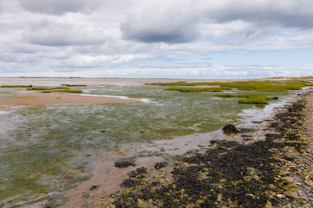The seagrass project site at Spurn - Simon Tull