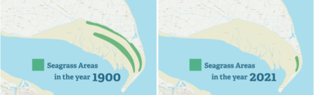 Current and past extent of seagrass at Spurn. - Wilder Humber Team