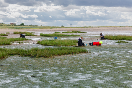 Seagrass project site with Spurn lighthouse