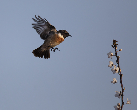 Stonechat bird coming into land on a vertical branch with a blue autumn sky in the background.