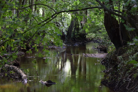 Little Beck River - Zander Watt