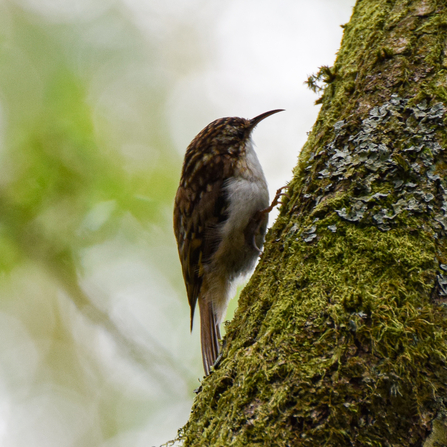 Tree Creeper - Zander Watt