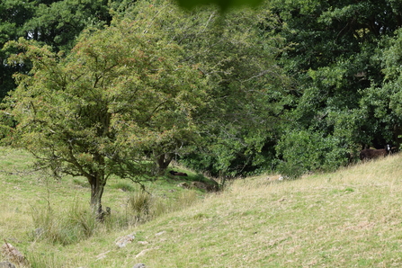 Ditch Eskdale River Restoration Project - Zander Watt 