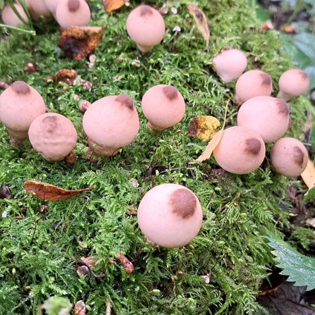 Stump puffball fungi - Kat Woolley