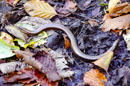 Slow worm TOS Volunteer Sara