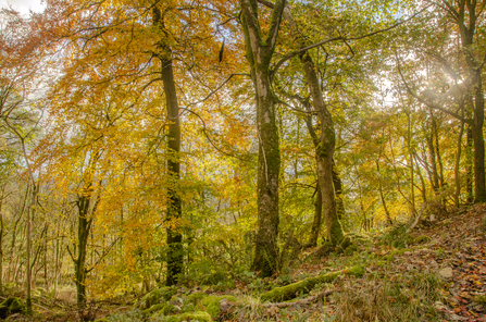 Stunning autumnal colours Grass Wood - TOS Sara