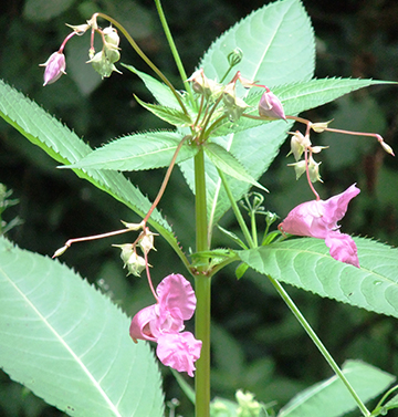 Himalayan Balsam Carys Hutton