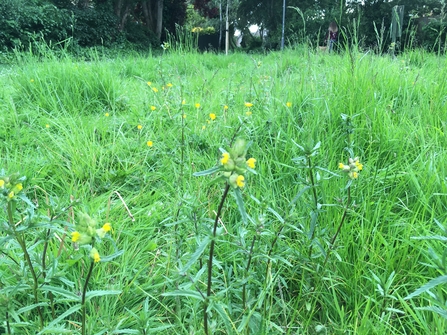 on the ground shot of a meadow created in a community, it has little yellow wildflowers in amongst the green grass