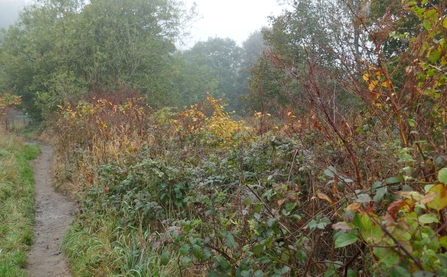 Japanese Knotweed - Howard Roddie