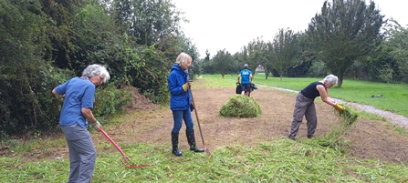 Group of 4 people raking grass to create a meadow.
