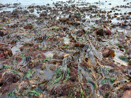 Kelp South Landing Ana Cowie