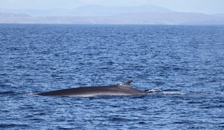 the top of a fin whale exposed out of the ocean water slightly as it swims along the east Yorkshire coast