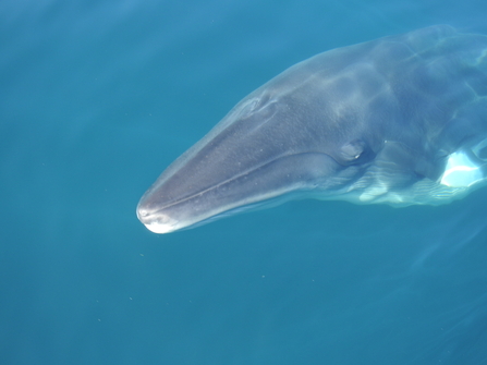 Close up shot of the head of a minke whale slightly underwater with the tip of its mouth about to rise out of the water.