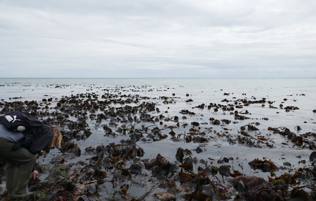 Kelp forest - Howard Roddie Flamborough