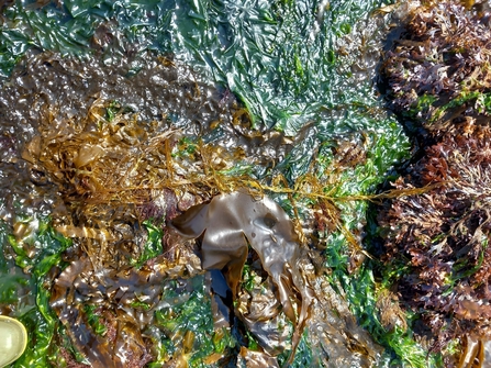 close up shot of a collection of seaweed entangled together on the shoreline floor