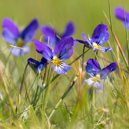 Purple mountain pansies growing in a grassy field..