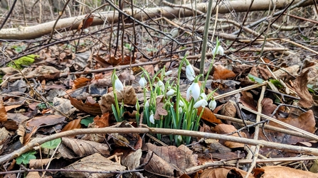 Snowdrops shooting up through the leaf litter on a woodland floor on a nature reserve in February.