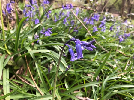 Close up shot of bluebells on a woodland floor