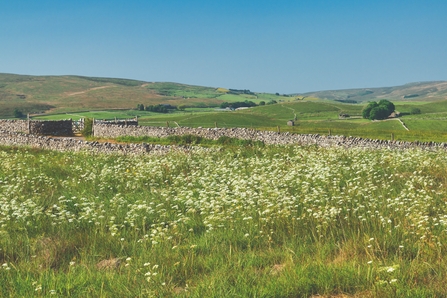 View of a flowering meadow on the rolling Yorkshire Dales landscape, broken up with drystone walling on a blue sky sunny day.