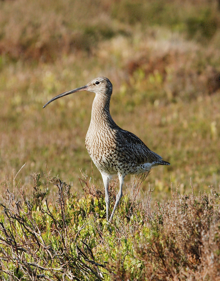 Curlew stood on a grassland