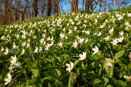 carpet floor of wildflowers in a woodland