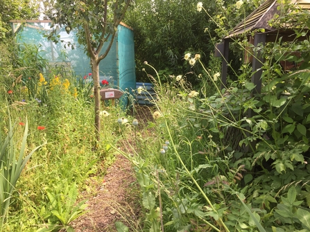 Wildlife garden long overgrown plants, letting nature do its thing