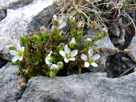 Yorkshire Sandwort - white flowers and green foliage in the gaps of a rock