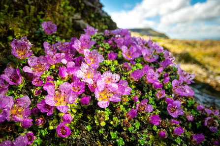 purple flowers on the side of a rocky area on Ingleborough surrounded by mossy grass and a mountain in the distance.