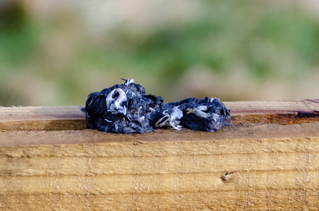 large barn owl pellet, TOS Sara