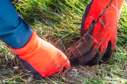 Tree planting, Wild Ingleborough Volunteer Task Day - Telling our Story Volunteer Sara