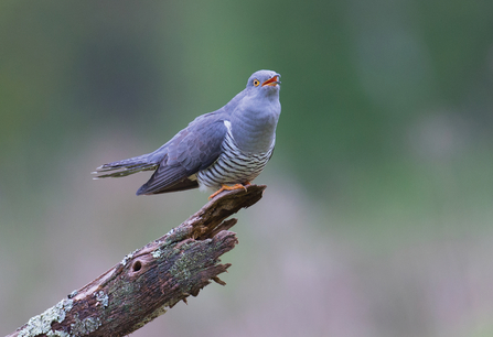 Cuckoo perched on a single thick branch