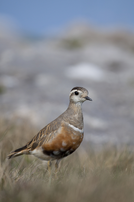 Dotterel bird on the grassland.