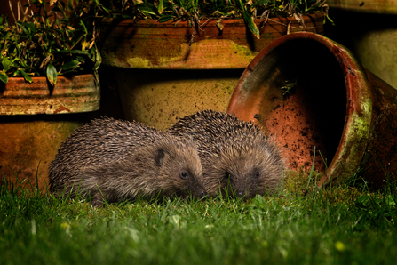 Two hedgehogs together in a garden