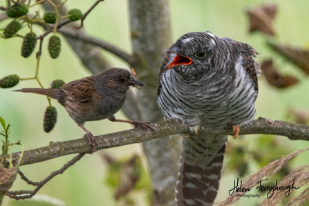 Cuckoo and its foster parent host bird sitting on a tree branch together the cuckoo is crying for food.