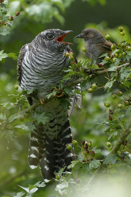 Cuckoo and its foster parent host bird sitting on a tree branch together the cuckoo is crying for food.