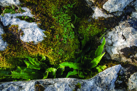 Limestone pavement gryke - view from overhead looking in at the ferns