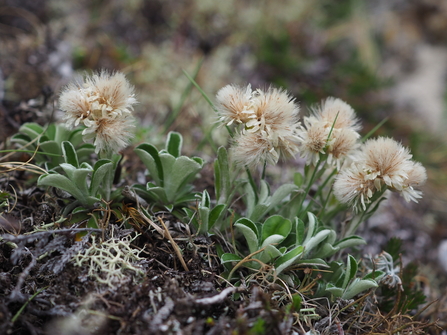 Mountain Everlasting plant with green long leaves around the bottom and white pom pom heads