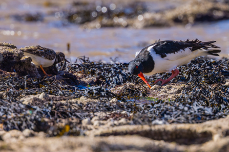 Oytser Catcher with Seaweed - Simon Tull