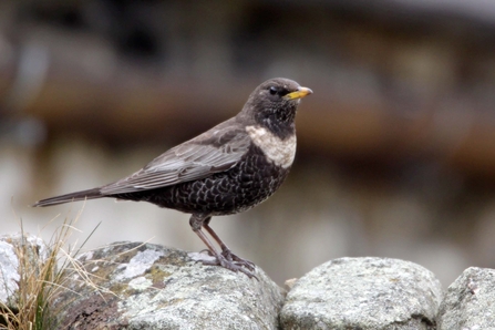 Ring ouzel perched on some grassy limestone rocks