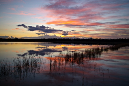 A reflection of some wispy pink clouds in the reedbed