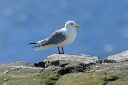 Kittiwake stood on a rock on a sunny day