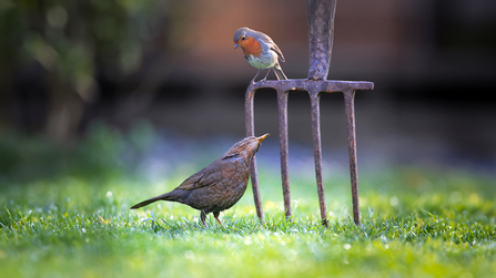 A robin and a female blackbird perched on gardening fork
