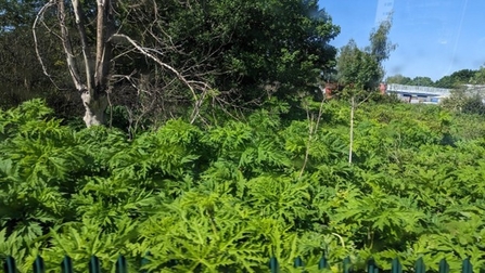 Giant Hogweed seen from the train into Hull