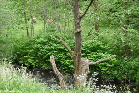 Stand of Japanese Knotweed obscuring herd of cattle on the River Colne