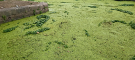 Selby Canal in 2022, choked with Pennywort and Duckweed