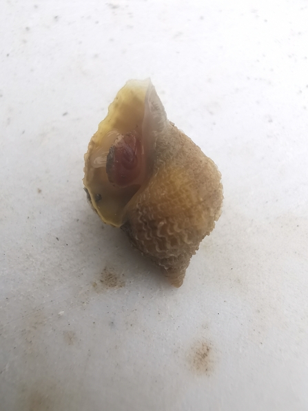 Dog whelk