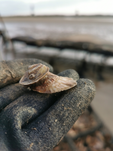 Fused oysters being displayed to the camera on the palm of a gloved hand of someone stood on the seashore.
