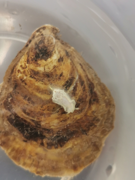 nudibranch oyster from a birds eye view being looked at in a clear dish.
