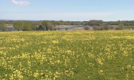 A green meadow full of yellow flowering cowslips on a summer's day